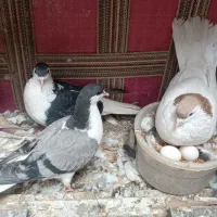 کفتر رنگی ۵ جفت ۲ جفت شهرستانی ۱ جفت تهرانی