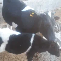 فروش گاو|حیوانات مزرعه|مسجد سلیمان, |دیوار