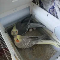 عروس هلندی مولّد