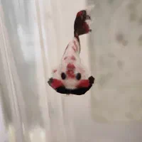 فایتر پلاکت