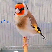 سهره|پرنده|اسلام‌‌آباد غرب, |دیوار