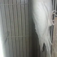 عروس هلندی آلبینو|پرنده|گرگان, |دیوار