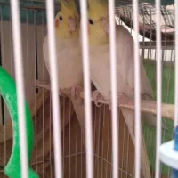 گرینچیک عروس هلندی مرغ عشق|پرنده|مشهد, شهرک مهرگان|دیوار