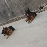 جفت ژرمن نرو ماده