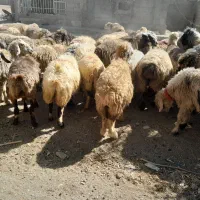 ۶۰راس شیشک میش ترکی بختیاری آبستن و بره دار|حیوانات مزرعه|کازرون, |دیوار