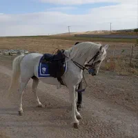 اسب نره شش ساله|اسب و تجهیزات اسب‌سواری|ورزقان, |دیوار