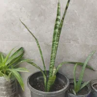 فروش گل های آپارتمانی وبیرونی|گل و گیاه طبیعی|آزادشهر, |دیوار