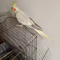 عروس هلندی ماده مولد جوجه داده