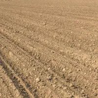 ۱۰ هکتار اجاره سرخه