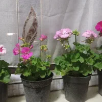 گل های زیبا