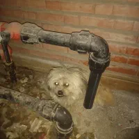 سگ پا کوتاه  گمشده