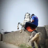 اسب عرب کرد|اسب و تجهیزات اسبسواری|مشهد, میان ولایت|دیوار