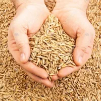 خریدار جو و برنج