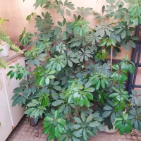 گل شفلر بزرگ|گل و گیاه طبیعی|پرند, فاز ۲|دیوار