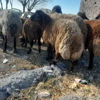 توغلی قوچ دامازدق قوربانی