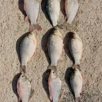 ماهی های آراز تازه|ماهی|مرند, |دیوار