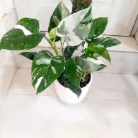 گل برای کنارسالن یامغازه