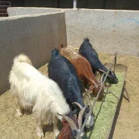 4 بز داشتی