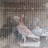 کفتر پرشی