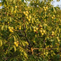 مرکز تخصصی نهال گردو پربازده و باکیفیت|خدمات باغبانی و درختکاری|اراک, |دیوار