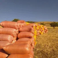 کاه جو و گندن سامان|لوازم جانبی حیوانات|تالش, جوکندان|دیوار