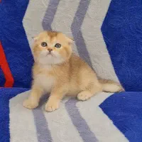 بچه گربه های اسکاتیش گلد و سیلور