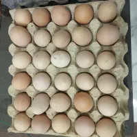 تخم مرغ محلی خوراکی ونطفدار|حیوانات مزرعه|مریوان, |دیوار