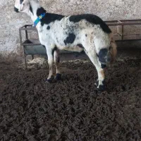 قوچ خال سیاه