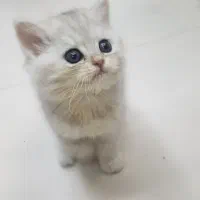 گربه بریتیش