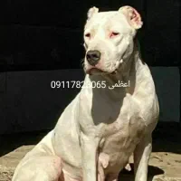 سگ دوگو آرژانتینی با کیفیت عالی|سگ|نکا, |دیوار