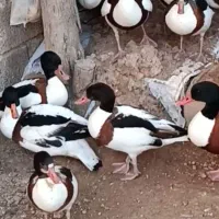 جوجه غاز و ...|حیوانات مزرعه|بهبهان, |دیوار