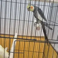 عروس هلندی کاملا رام ب شرط با قفس نو