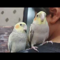 عروس هلندی