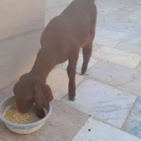 کره پاکستانی|حیوانات مزرعه|کرمان, |دیوار