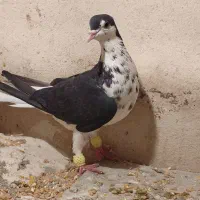 کفتر طوقی .دم سفید و..