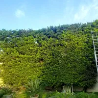 هرس  درخت وتمیز کاری باغ باغچه ویلا