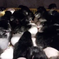 جوجه مرندی نژاد تخمگذار