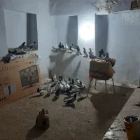 فروش تعدادی کبوتر