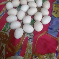 تخم مرغ محلی به فروش می رسد