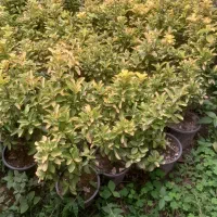 شمشاد طلایی و سبز و یاس