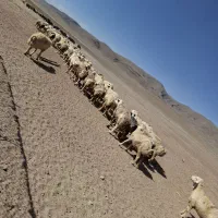 میش