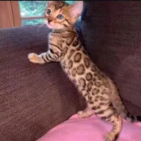 نژاد دار خالص هستن