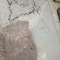 فرش متری|فرش|باوی, |دیوار