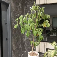 گل و گیاه اپارتمانی|گل و گیاه طبیعی|بیرجند, |دیوار