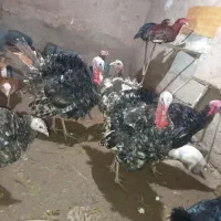 بوقلمون‌جوان|حیوانات مزرعه|بوئین زهرا, |دیوار