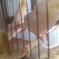 عروس هلندی نر ماوه و تک|پرنده|ابهر, |دیوار