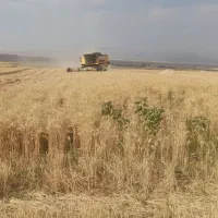 گندم تمیز پیشگام