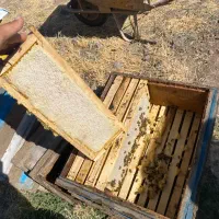 عسل سراب|خوردنی و آشامیدنی|تهران, فرودگاه مهرآباد|دیوار