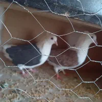 کفتر دوکتی