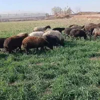 خریدار گوسفند